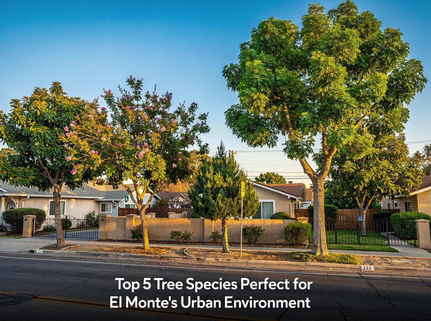 Top 5 Tree Species Perfect for El Monte’s Urban Environment