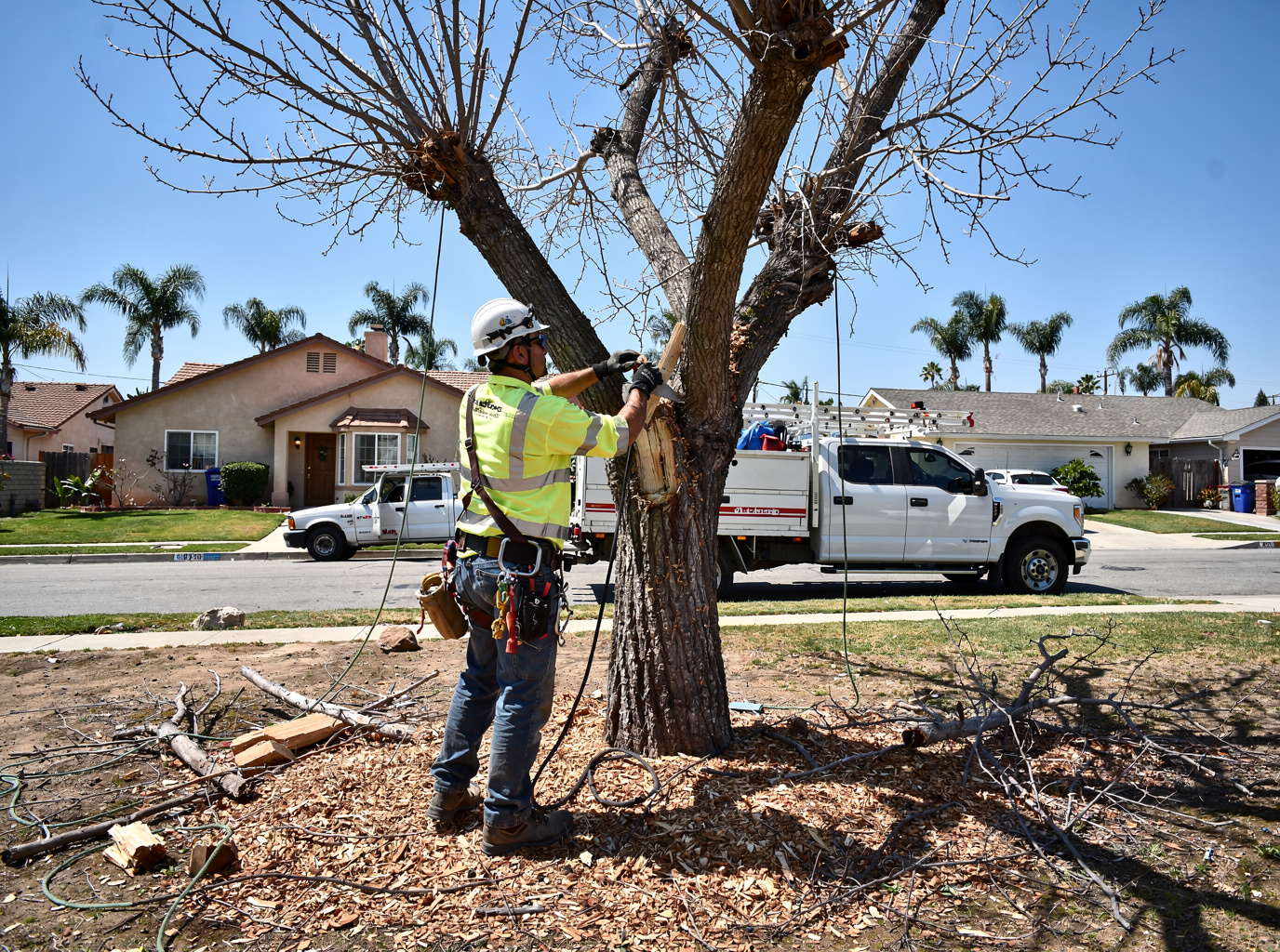 Deadwood Removal in El Monte, CA