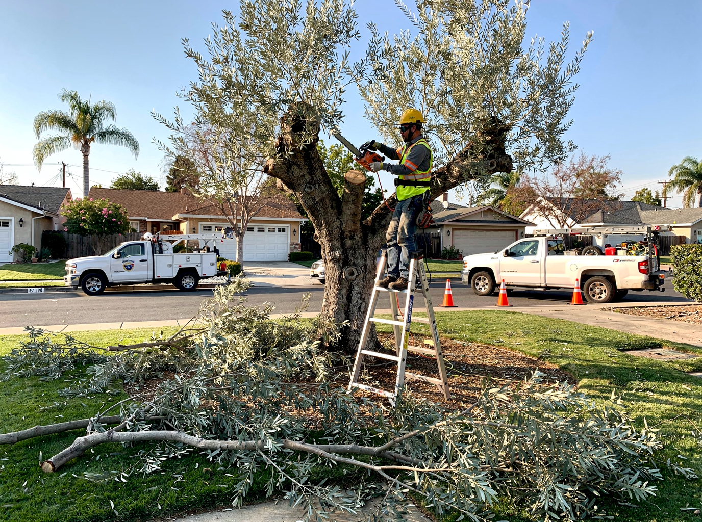Tree Removal in City of Industry, CA 91745